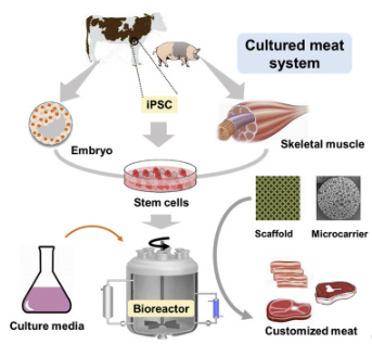 Cultured Meat System